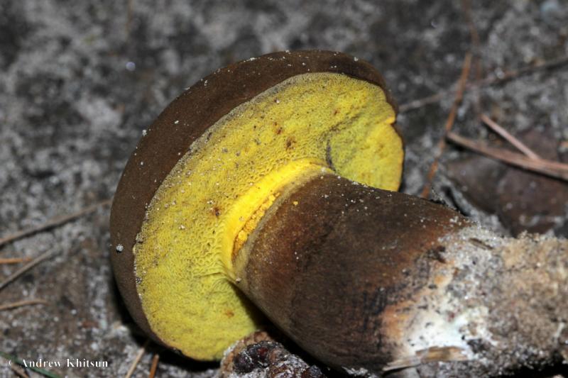 Boletus_pulverulentus__Gibraltar_Rock__2