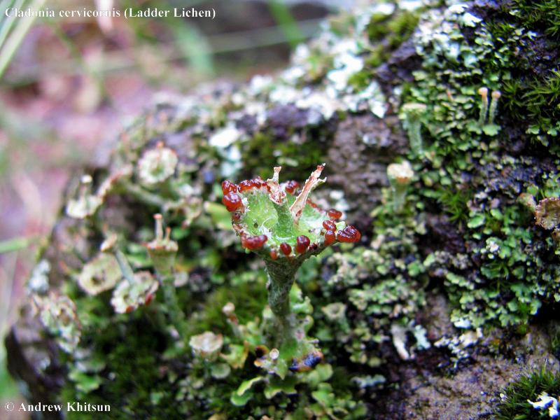 Cladonia cervicornis