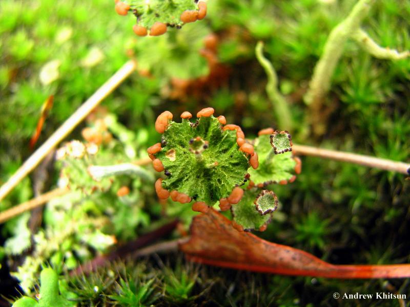 Cladonia cervicornis