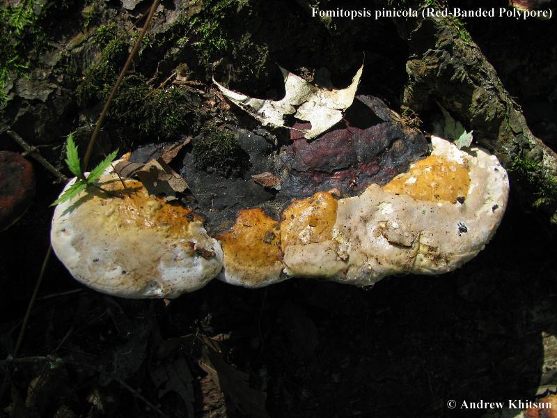 Fomitopsis+pinicola