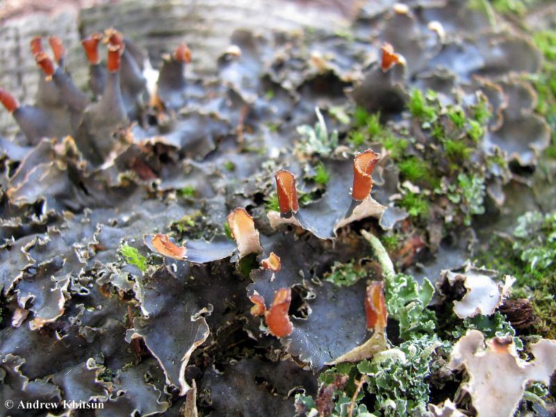Peltigera polydactylon