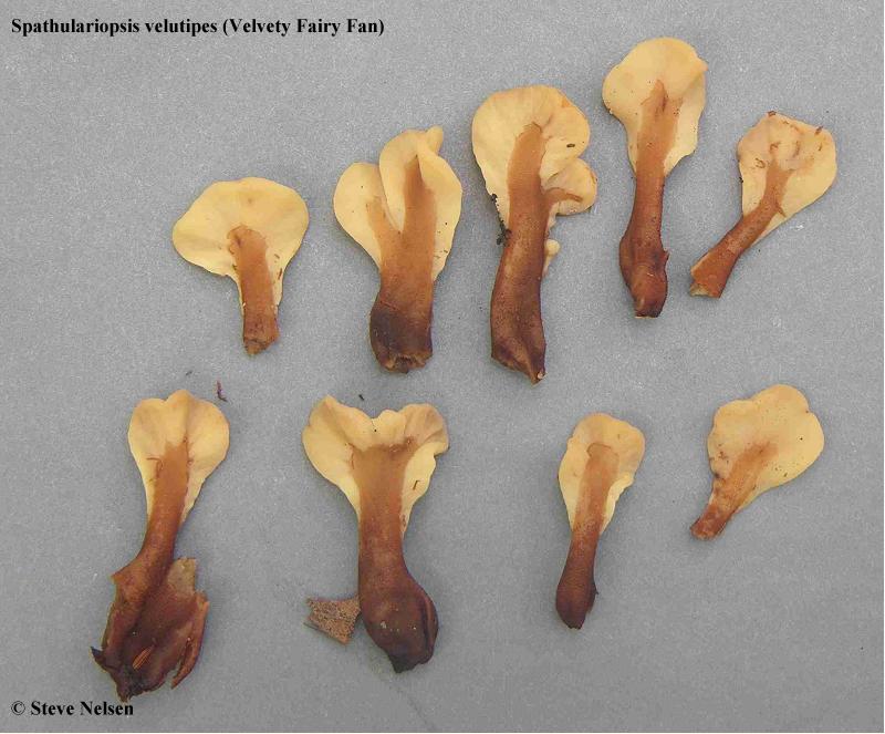 Spathulariopsis Velutipes