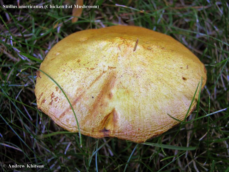 Suillus americanus Chicken Fat Mushroom